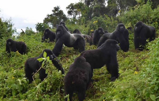 Gorillas in Mgahinga National Park